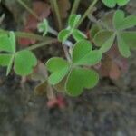 Oxalis violacea পাতা