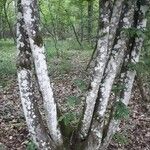 Fagus grandifolia Bark