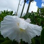 Cheilocostus speciosus Flower