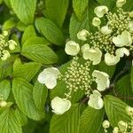 Viburnum plicatumBloem