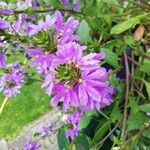 Scaevola blue angelമറ്റ്