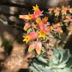 Echeveria secunda花