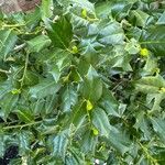 Ilex cornuta Leaf