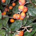 Cotoneaster franchetii Φρούτο