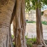 Ficus altissima Bark