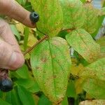 Cornus amomum برگ