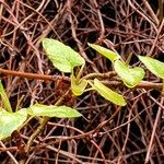 Fallopia aubertii List