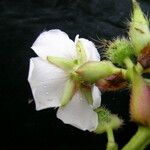 Osbeckia nepalensis Floare
