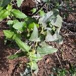 Pavonia hastata Leaf