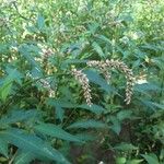 Persicaria maculosaΛουλούδι