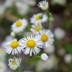 Erigeron strigosusFlower