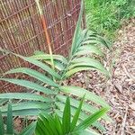 Chamaedorea radicalis Hoja