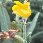 Lotus sessilifolius Flower