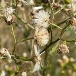 Jacobaea erucifolia Fruit