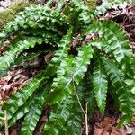 Asplenium scolopendrium 花