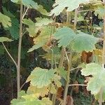 Macleaya microcarpa Ravina