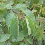 Stachyurus chinensis Folha