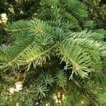 Abies cephalonica Folha