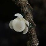 Sphenocentrum jollyanum 花