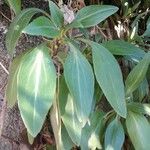 Centranthus ruber Leaf