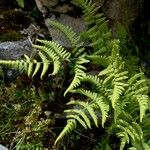 Gymnocarpium robertianum Hábito