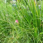 Zephyranthes rosea Habitus