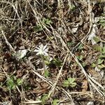 Anemone berlandieri 整株植物