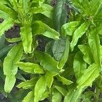 Symphyotrichum dumosum Blatt