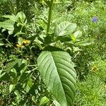 Amaranthus powellii 葉