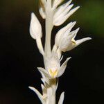 Cephalanthera austiniae ᱵᱟᱦᱟ