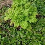 Tanacetum parthenium Hoja