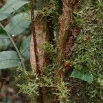 Lomariopsis hederacea