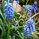 Muscari botryoides Hábito