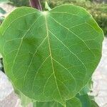 Bougainvillea spp. Blad