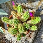 Echinocereus spinigemmatus Hoja