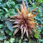 Aechmea magdalenae Leaf