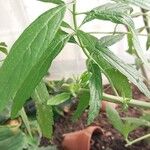 Leonotis leonurus Leaf