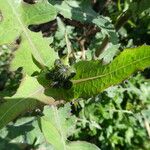 Sonchus tenerrimus Листок