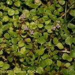 Mentha requienii Habit