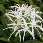 Hymenocallis speciosa Fleur