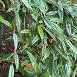 Cotoneaster salicifolius Leht