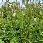 Sanguisorba canadensis Elinympäristö