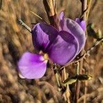 Vigna frutescens Blüte