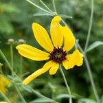 Coreopsis tripteris Квітка