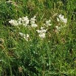 Filipendula vulgaris Агульны выгляд