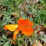 Eschscholzia californicaFlower