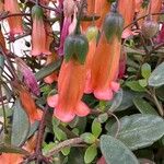 Kalanchoe manginii Цвят