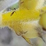 Orobanche nana Кара