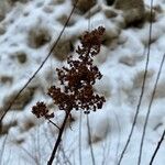 Spiraea tomentosa Fruto