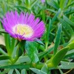 Carpobrotus glaucescens Lehti